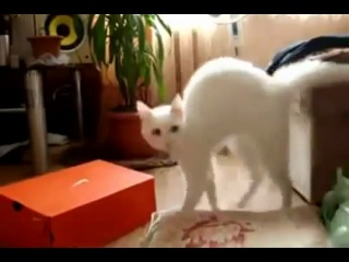 funny cat