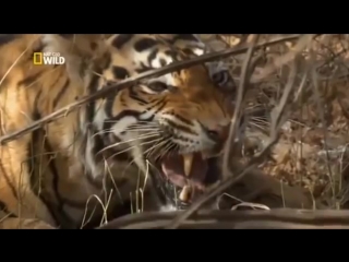 wild animals predators revenge of the tiger national geographic documentary