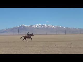 the fastest horse naiman