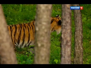 amur tiger. the path to the sacred mountain [russia 1 from 07/30/2016]